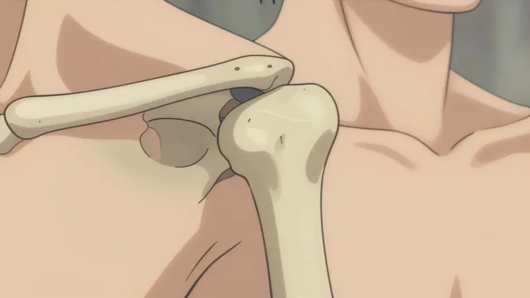 Visual representation of "glenoid" - The glenoid is the shallow cavity in the scapula (shoulder blade) that receives the head of the humerus, forming the shoulder joint.