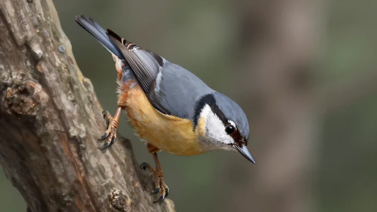 Visual representation of "nuthatch" - A type of small bird with short tail and strong bill, often climbs down tree trunks head first.
