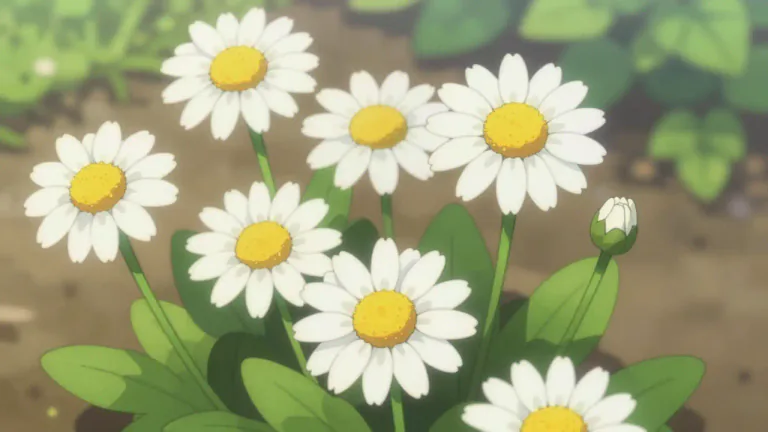 Visual representation of "marguerite" - A type of flowering plant that is related to daisies and sunflowers.