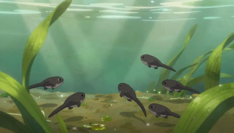 Visual representation of "tadpole" - The baby of a frog or toad, which lives in water and has a long tail but no legs.