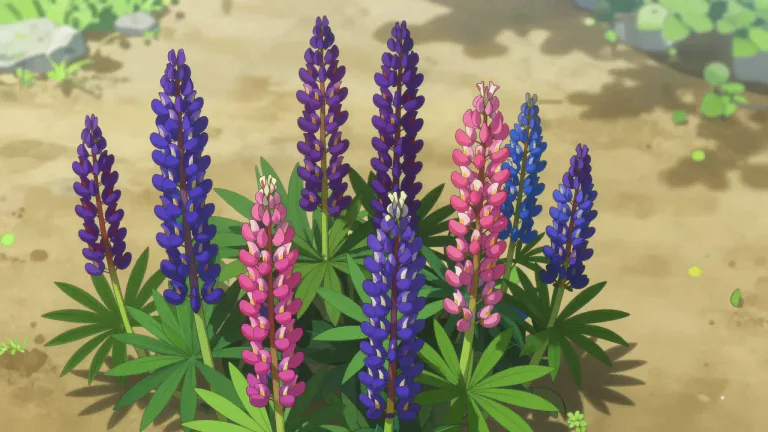 Visual representation of "lupin" - A plant with long leaves and bright flowers, usually found in hotter climates