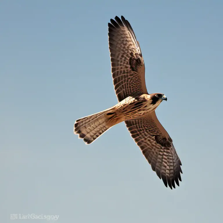 Visual representation of "hobby" - A type of bird, specifically a small falcon