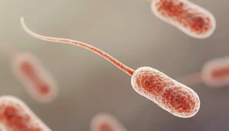 Visual representation of "flagellum" - A long structure that allows bacteria and some other microorganisms to move fluidly in their environment.