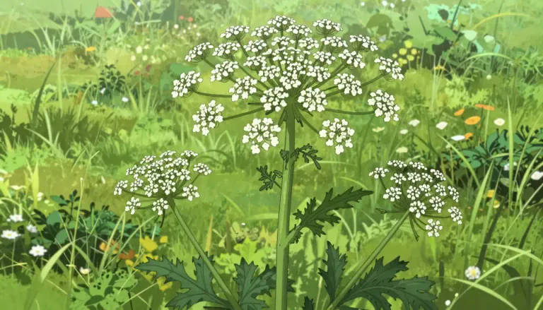 Visual representation of "hogweed" - A large wild plant with white flowers
