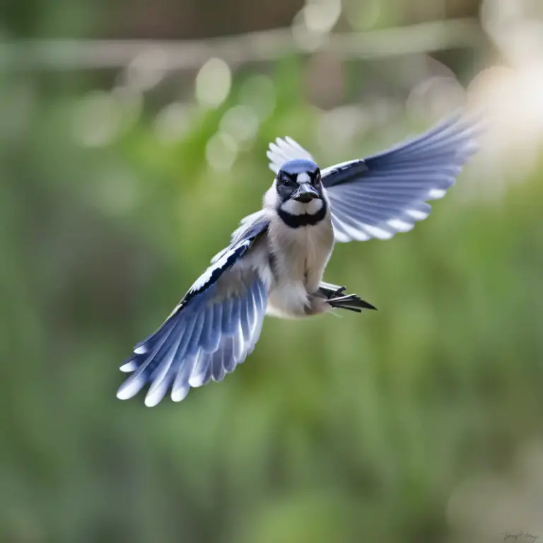 Visual representation of "baby blue" - A baby bird that is blue, often used to describe bird species that are blue in color.