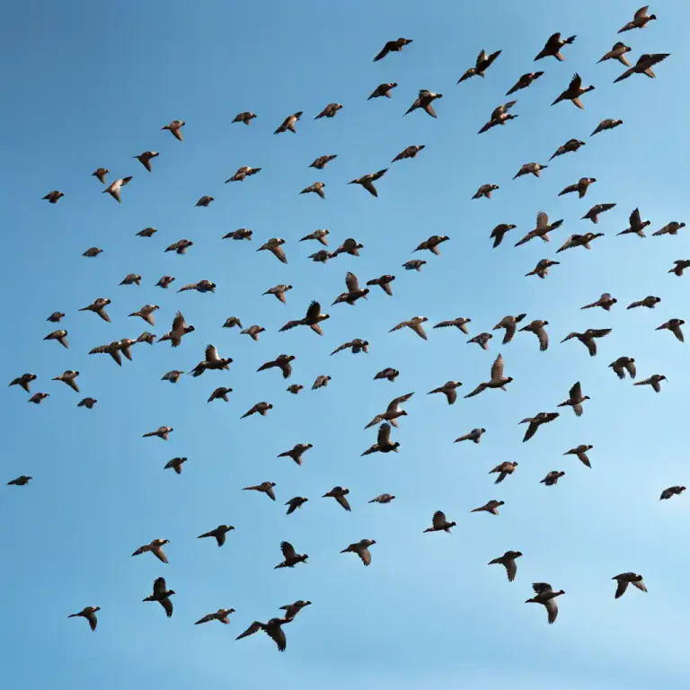 Visual representation of "feather" - 'Birds of a feather flock together' is a phrase that means people who are similar usually spend time with each other