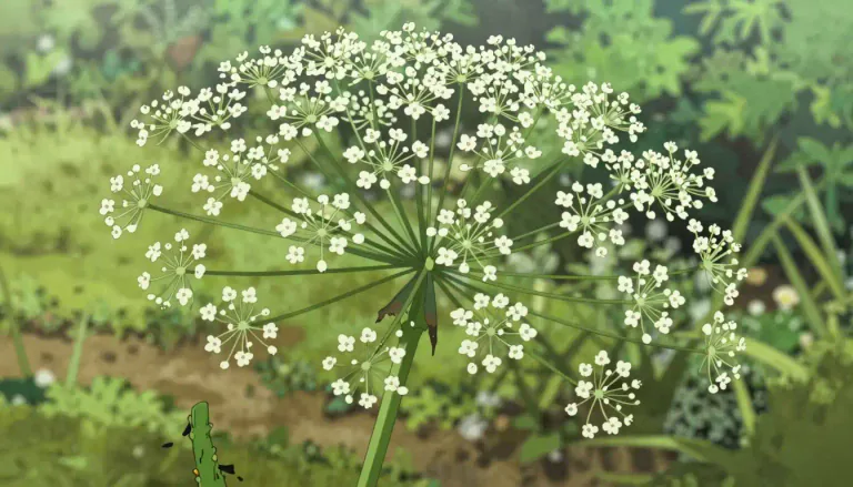 Visual representation of "umbel" - A flower cluster in which the main stem and its branches all originate from a single point, resembling an umbrella.