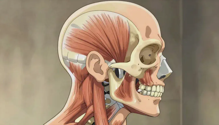 Visual representation of "temporalis" - The temporalis is a broad, fan-shaped muscle on each side of the head that plays a key role in the action of chewing by closing the jaw.