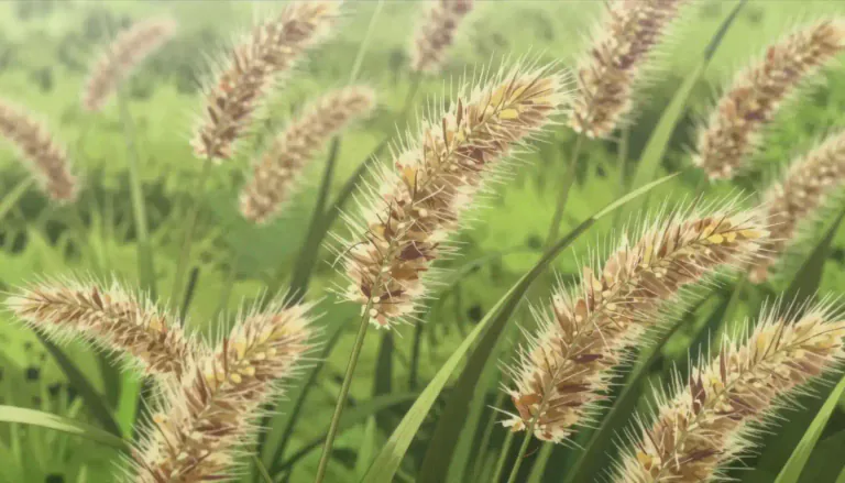 Visual representation of "foxtail" - A type of grass characterized by long, bushy flower spikes that resemble a fox's tail.