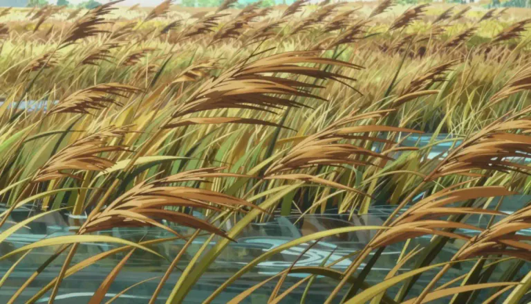 Visual representation of "reedy" - Having the characteristics of a reed, mainly thin, long, or weak
