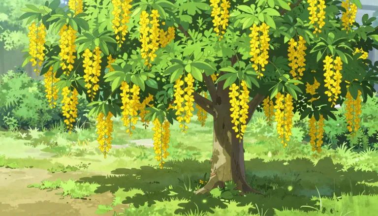 Visual representation of "laburnum" - A kind of tree or shrub with bright yellow flowers. It is often used for decoration in gardens and parks.