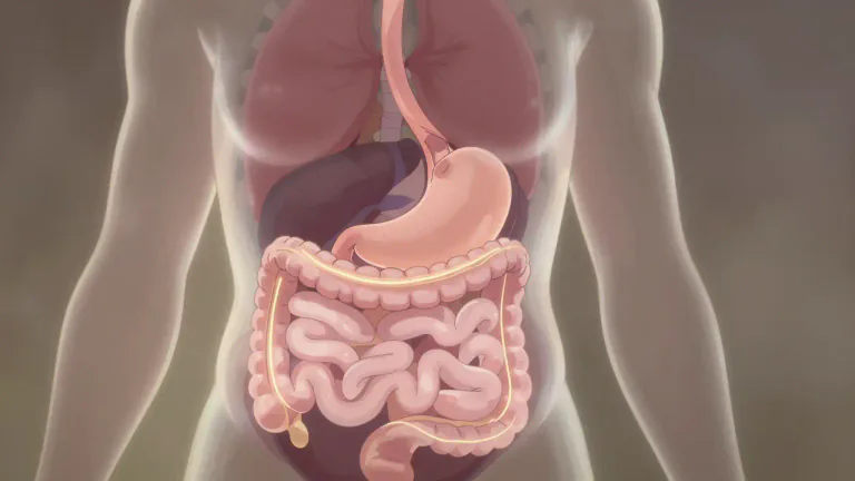 Visual representation of "gastrointestinal" - Related to the stomach and the intestines