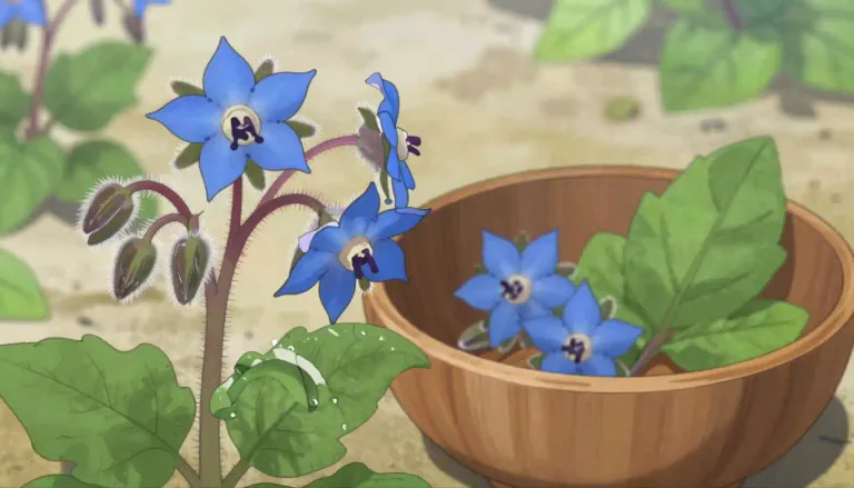 Visual representation of "borage" - A plant with blue flowers used in cooking and medicine.