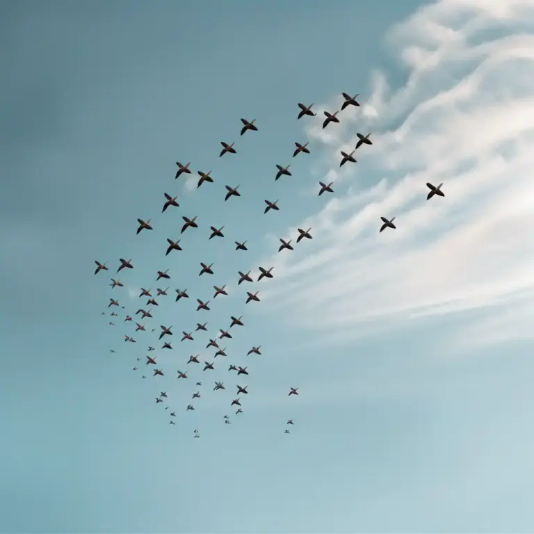Visual representation of "wing" - To move or fly through the air with wings.