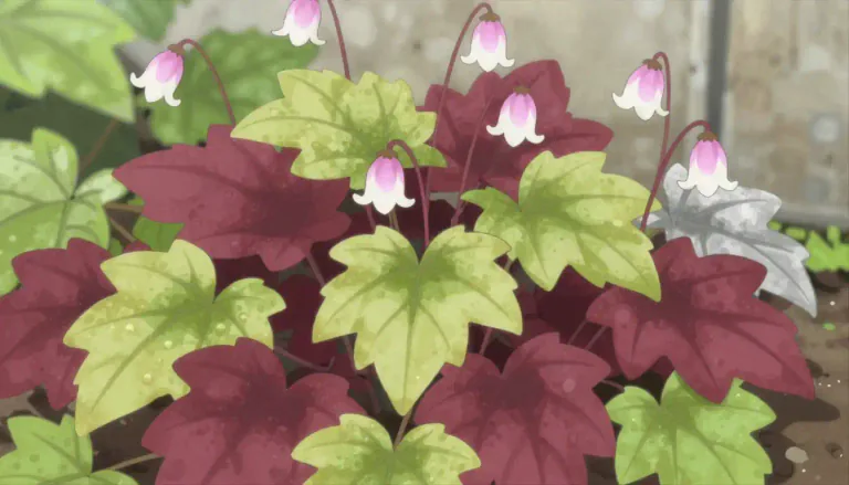 Visual representation of "heuchera" - Heuchera is a genus of perennial plants in the family Saxifragaceae, known for their colorful foliage and small bell-shaped flowers, often used in ornamental gardens.