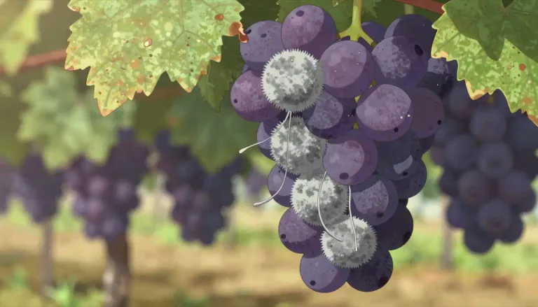 Visual representation of "botrytis" - A genus of fungi, particularly known for causing grey mold in plants and for its beneficial role in making sweet wines when affecting grapes.