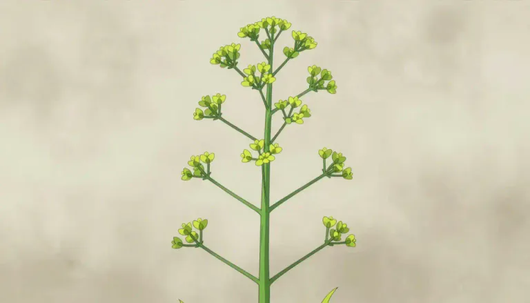 Visual representation of "raceme" - A raceme is a type of inflorescence where several flowers are arranged on a single main stem, with the flowers on short stalks called pedicels.