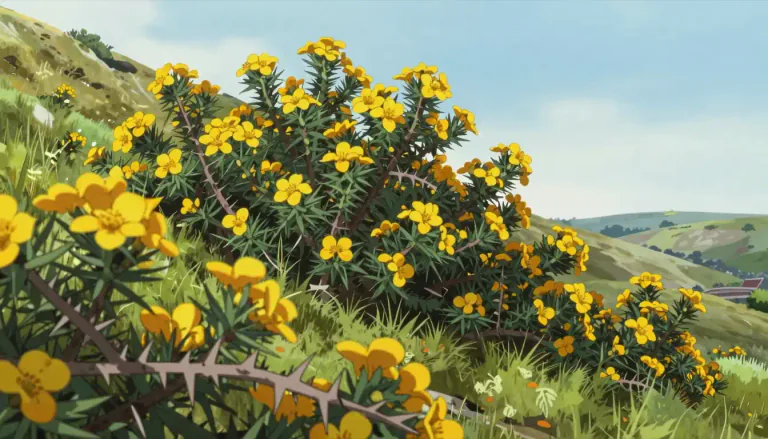 Visual representation of "gorse" - A type of bush with yellow flowers and sharp thorns, often found in Europe.