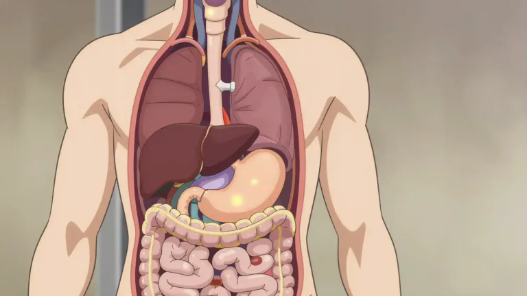 Visual representation of "viscera" - Organs inside the body especially in the large central area of the human body