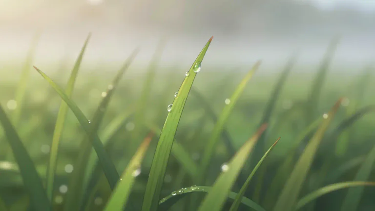 Visual representation of "dewy" - Covered with dew or appearing as if covered with dew.