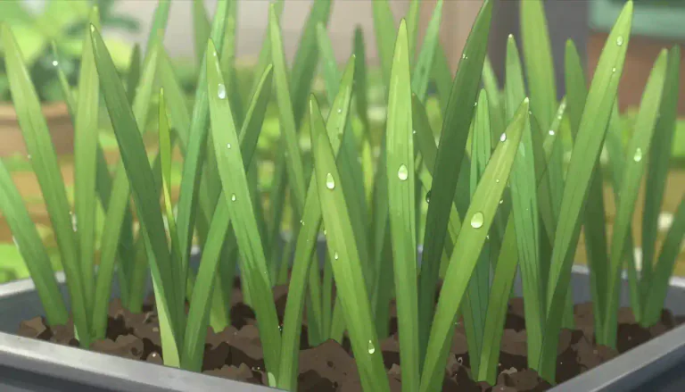 Visual representation of "wheatgrass" - The young shoots of wheat plants that are used in various dietary and health applications.