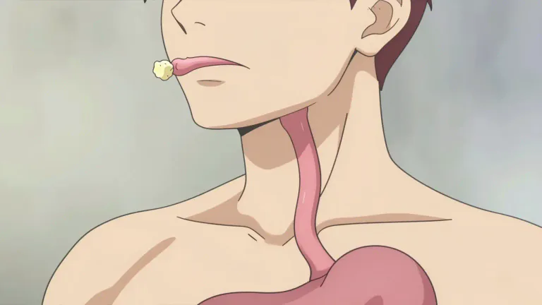 Visual representation of "esophagus" - The tube that carries food from the mouth to the stomach