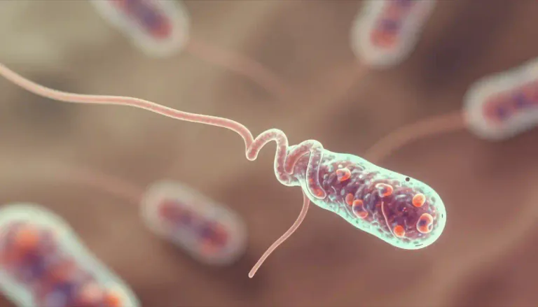 Visual representation of "spirochete" - A spirochete is a type of bacteria that has a long, spiral shape, often associated with certain diseases in humans.