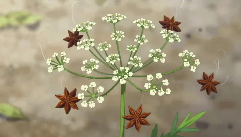 Visual representation of "anise" - A plant with seeds that have a strong, sweet smell and taste. These seeds are often used to give flavor to food and drinks.
