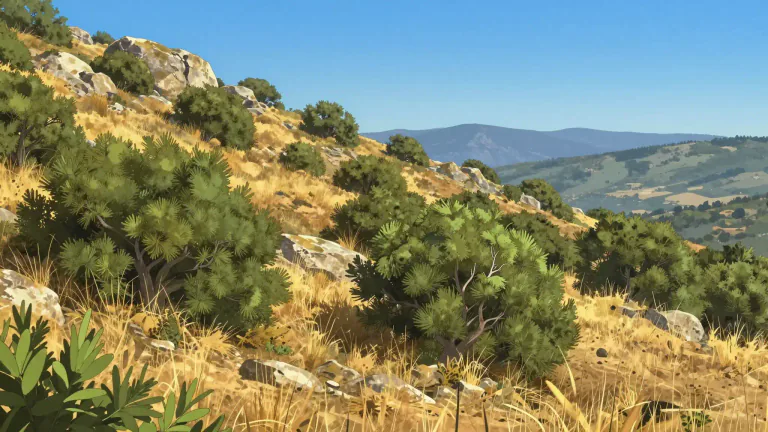Visual representation of "chaparral" - A type of shrubland plant community found in regions with a Mediterranean climate.