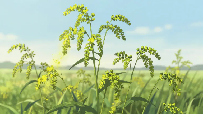Visual representation of "ragweed" - A plant with green flowers that causes allergies in some people.