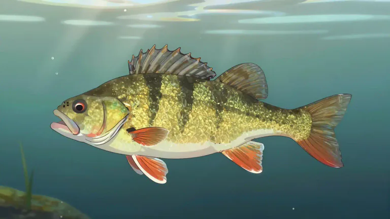Visual representation of "perch" - A type of fish that lives in freshwater and has spiny fins.