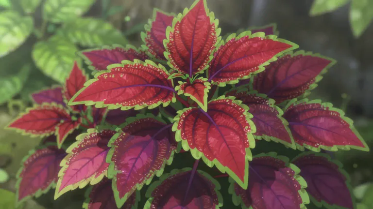 Visual representation of "coleus" - A tropical plant known for its colorful leaves, which are often used in ornamental gardening.