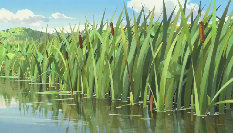 Visual representation of "tule" - A large, tall grass-like plant that grows in shallow wetlands, particularly in North America.