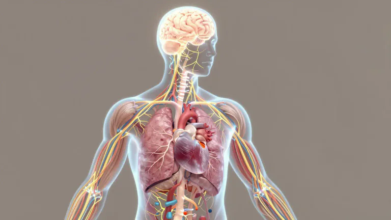Visual representation of "neurophysiological" - Concerning the relationship between the nervous system and physiological processes.