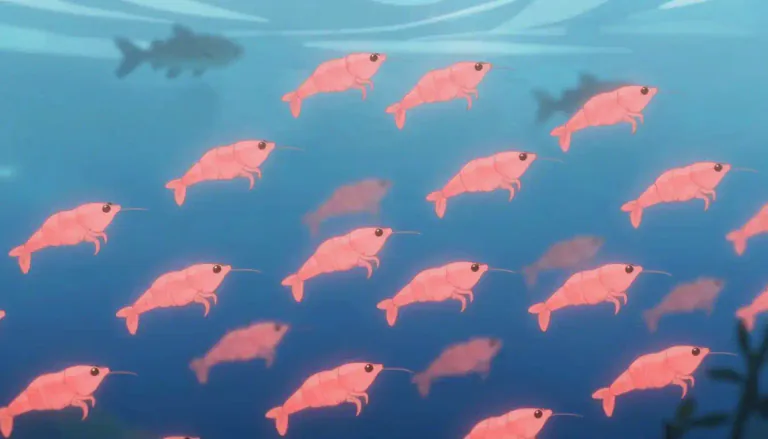 Visual representation of "krill" - Small, shrimp-like crustaceans found in oceans, serving as food for many marine animals.