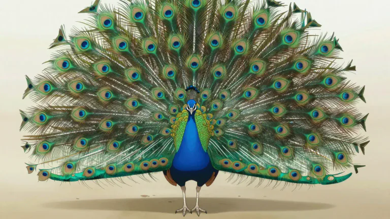 Visual representation of "peacock" - A type of bird with large, colorful feathers that it can spread out like a fan.