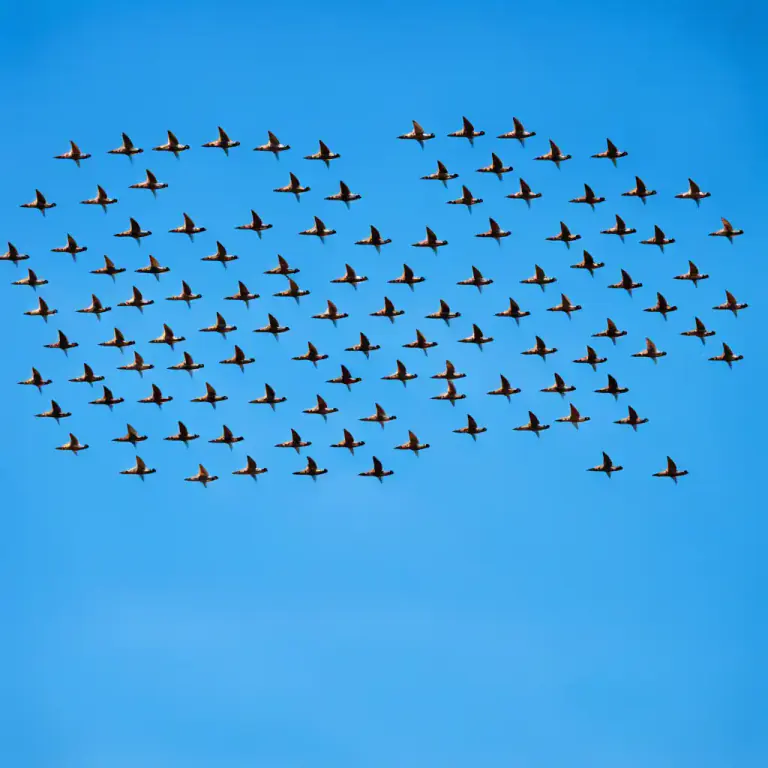 Visual representation of "skein" - A group of wild geese or swans in flight, often in a V-shaped formation.