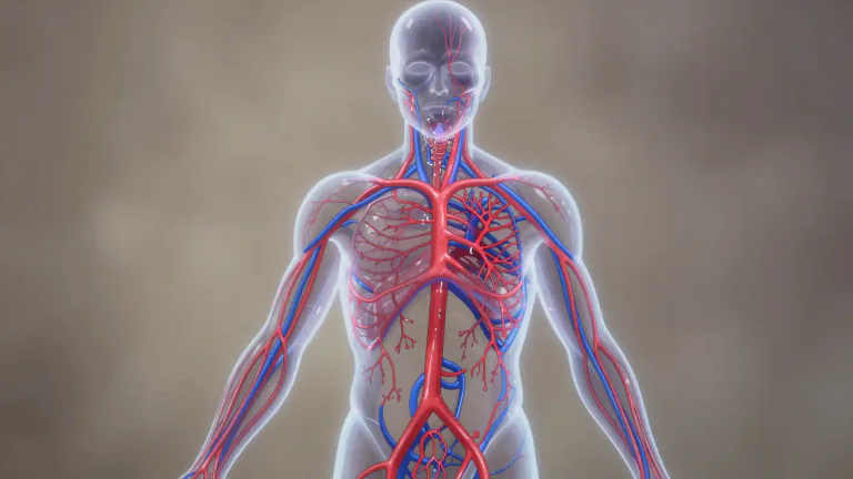 Visual representation of "vascular" - Relating to the vessels or tubes that carry bodily fluids such as blood in an organism.