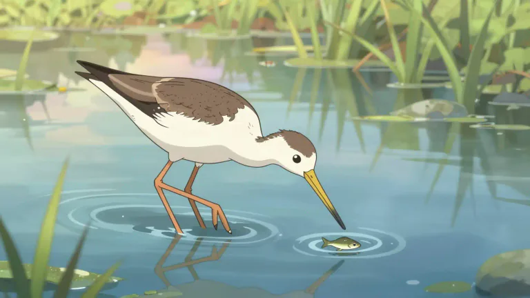 Visual representation of "wader" - A bird that walks in shallow water to find its food.