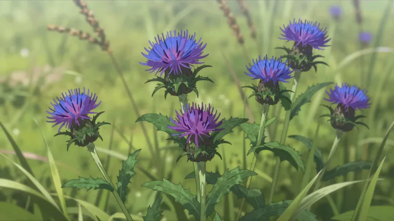 Visual representation of "knapweed" - A type of flowering plant, typically with purple or blue flowers, belonging to the genus Centaurea, often found in meadows and grasslands.