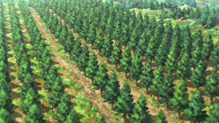 Visual representation of "plantation" - A large number of particular types of trees or other plants that have been planted.