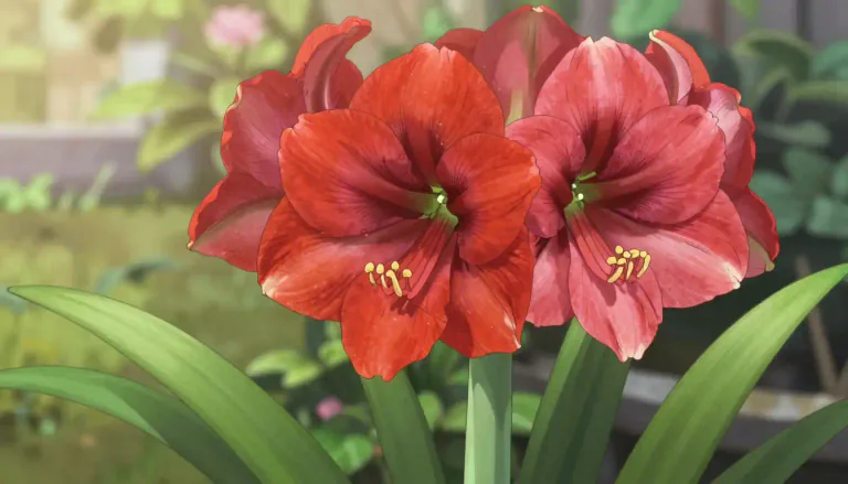 Visual representation of "amaryllis" - A plant that has big, bright flowers and long, thin leaves.