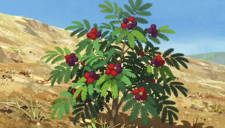 Visual representation of "sumac" - A genus of flowering plants within the family Anacardiaceae, including species that are often small trees or shrubs.