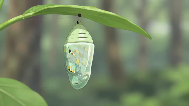 Visual representation of "pupa" - The stage in an insect's life after it is a larva and before it is an adult.