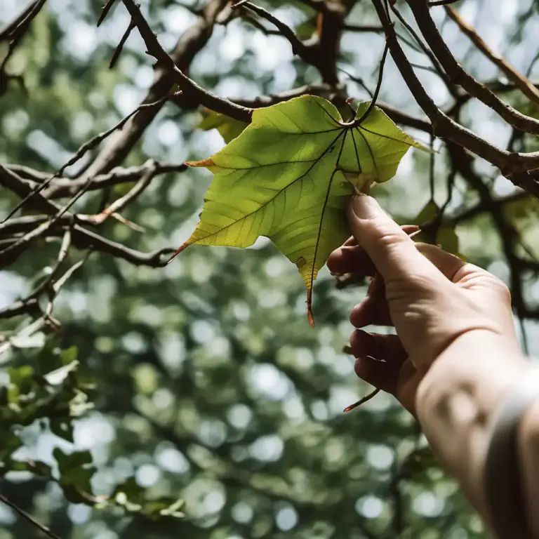 Visual representation of "defoliate" - To remove or take off (leaves) from a tree or other plant.