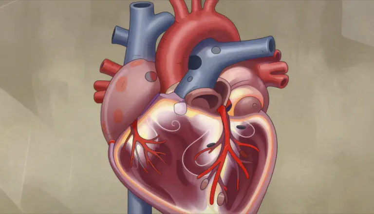Visual representation of "intracardiac" - Relating to or located within the heart.