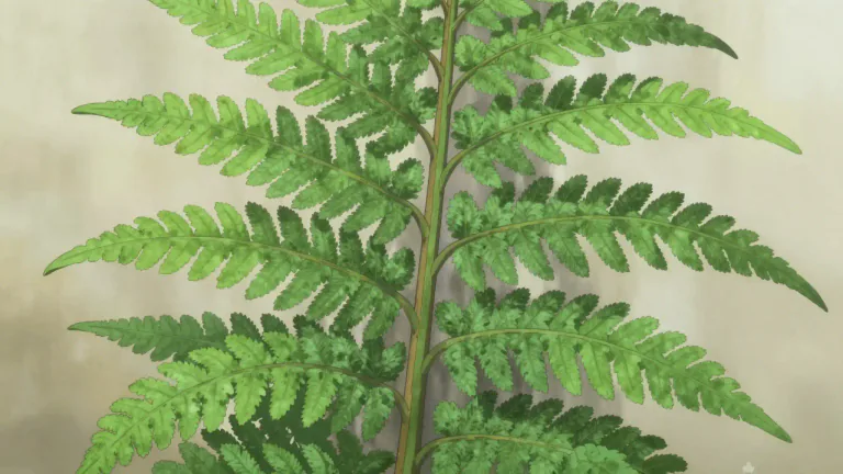 Visual representation of "rachis" - The main axis of a fern or other plant, bearing leaves or flowers.