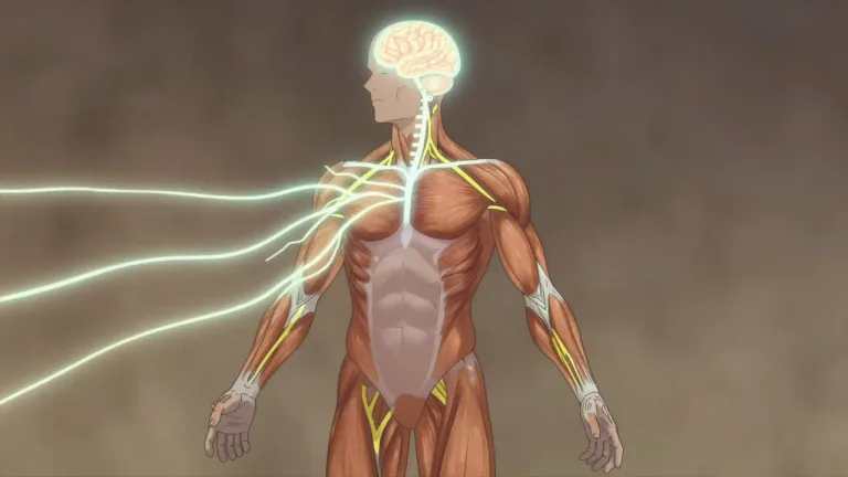 Visual representation of "efferent" - Relating to nerve fibers that carry impulses away from the central nervous system to effectors like muscles or glands.