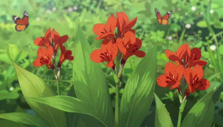 Visual representation of "canna" - A plant of the genus Canna, having large leaves and bright flowers, often grown for ornamental purposes.