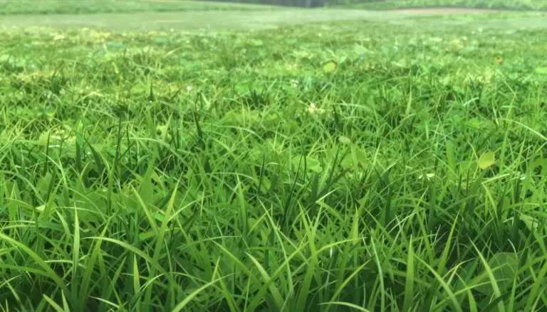 Visual representation of "bentgrass" - A type of fine, green grass often used on lawns, golf courses, and sports fields due to its ability to withstand close cutting.